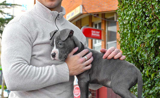 Blue Pit bull puppy held by white young guy, person stroking him on the floor, pretty eyes, side view, casual dress, off leash