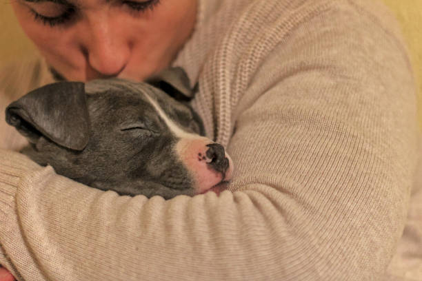 Blue pit bull puppy in the arms of young white guy, happy dog, with eyes closed, person kissing him, indoors, off leash. Copy space