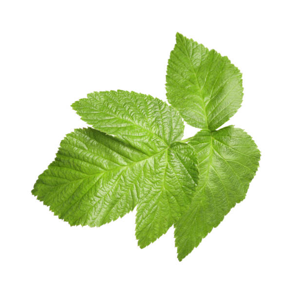 istock Fresh green blackberry leaves isolated on white 1917823922