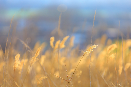 Fluffy reed. Background with selective focus and copy space for text.