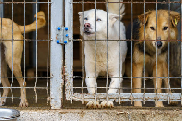istock Dog in a dog shelter. Background with selective focus and copy space 1917825516