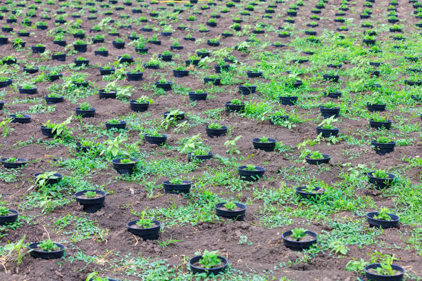istock Flower seedlings. Background with selective focus and copy space 1917826081