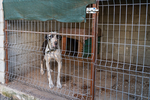 Dog in an aviary. Background with selective focus and copy space for text