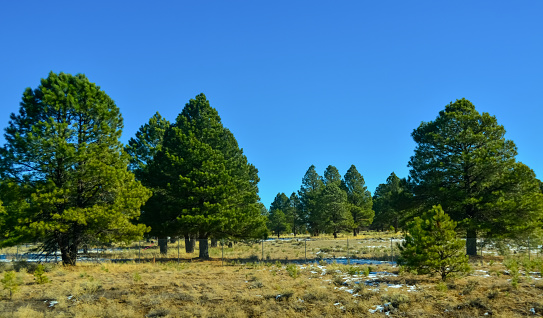 Lonely coniferous trees on a prairie with dry yellow grass in winter in Arizona, USA