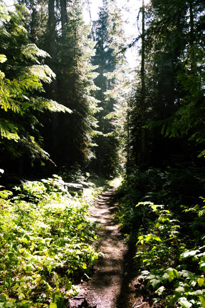 istock Walking path covered in shadows in Mount Rainier National Park 1917836687