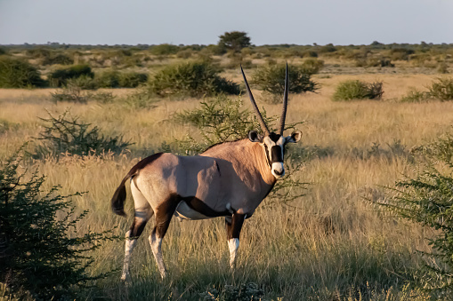 This Gemsbok, or Oryx, was in the Central Kalahari Game Reserve in Botswana
