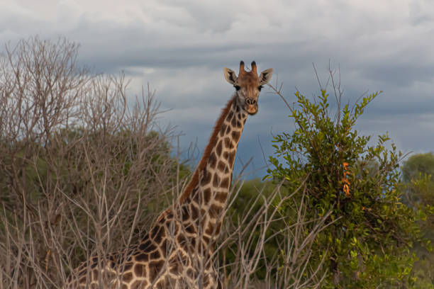 istock Giraffe at a private reserve in South Africa 1917840883