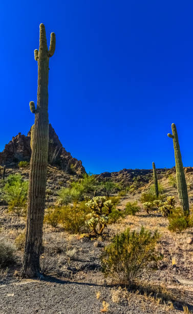 desert landscape with cacti, in the foreground fruits with cactus seeds, cylindropuntia sp. in a organ pipe cactus national monument, arizona - saguaro national monument - fotografias e filmes do acervo