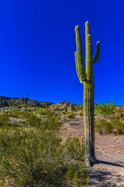 paisagem desértica com cactos, em primeiro plano frutos com sementes de cacto, cylindropuntia sp. - saguaro national monument - fotografias e filmes do acervo