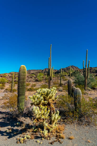 desert landscape with cacti, in the foreground fruits with cactus seeds, cylindropuntia sp. in a organ pipe cactus national monument, arizona - saguaro national monument - fotografias e filmes do acervo