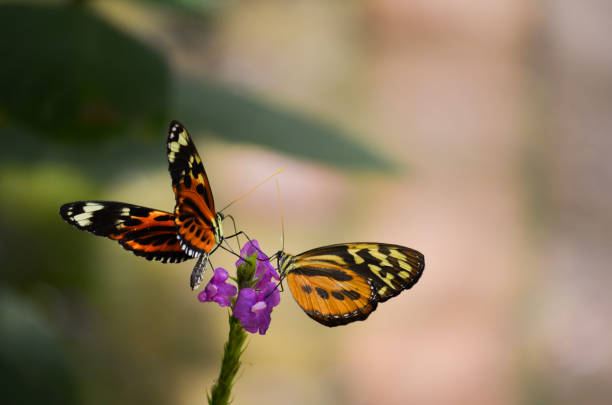 istock Two Gorgeous Monarch Butterflies 1917847805