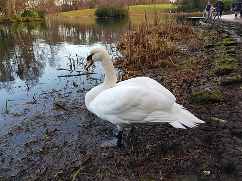 A swan standing near a pond, Glasgow Scotland England UK