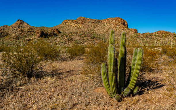 group of large cacti against a blue sky (stenocereus thurberi). organ pipe national park, arizona - carnegiea gigantean - fotografias e filmes do acervo