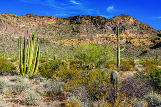 organ pipe national park, group of large cacti against a blue sky (stenocereus thurberi) and carnegiea gigantea, arizona - carnegiea gigantean - fotografias e filmes do acervo