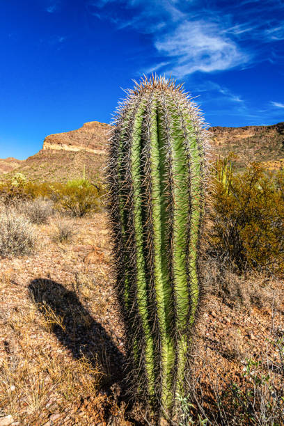 jovem cacto gigante planta cacto saguaro (carnegiea gigantea) contra o céu azul no deserto do arizona, eua - carnegiea gigantean - fotografias e filmes do acervo