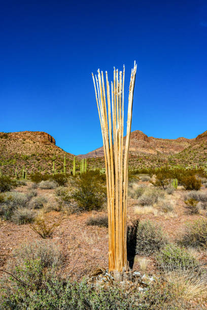 arizona, madeira de cacto morto saguaros gigantes (carnegiea gigantea). monumento nacional do cacto de tubo de órgão, eua - carnegiea gigantean - fotografias e filmes do acervo