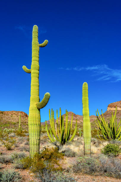 parque nacional de tubos de órgão, grupo de grandes cactos contra um céu azul (stenocereus thurberi) e carnegiea gigantea, arizona - carnegiea gigantean - fotografias e filmes do acervo