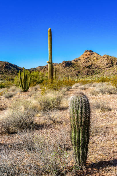 jovem cacto gigante planta cacto saguaro (carnegiea gigantea) contra o céu azul no deserto do arizona, eua - carnegiea gigantean - fotografias e filmes do acervo