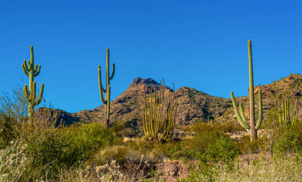 desert landscape with cacti, in the foreground fruits with cactus seeds, cylindropuntia sp. in a organ pipe cactus national monument, arizona - carnegiea gigantean - fotografias e filmes do acervo