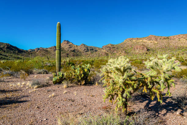 desert landscape with cacti, in the foreground fruits with cactus seeds, cylindropuntia sp. in a organ pipe cactus national monument, arizona - saguaro national monument - fotografias e filmes do acervo