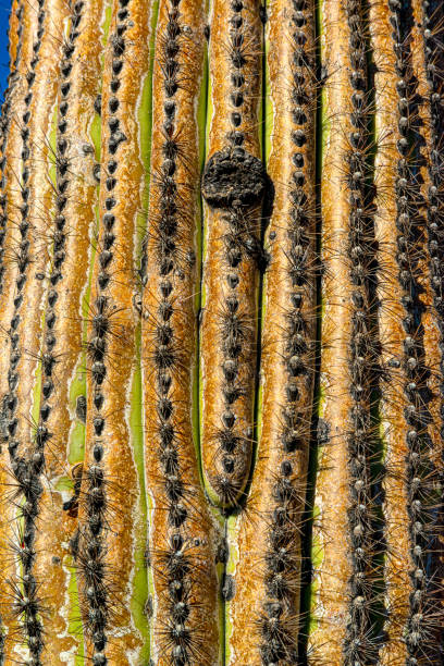 fragmento de um caule espesso e espinhoso de um cacto saguaro (carnegiea gigantea), arizona, eua - carnegiea gigantean - fotografias e filmes do acervo