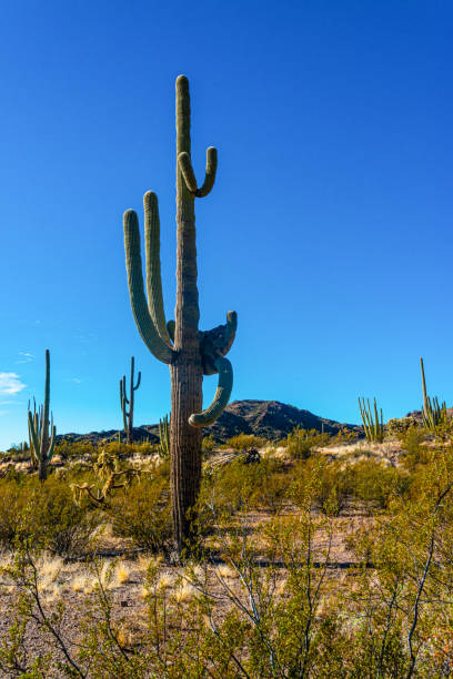 arizona , cacto gigante saguaro cactus (carnegiea gigantea) contra o céu azul, eua - carnegiea gigantean - fotografias e filmes do acervo