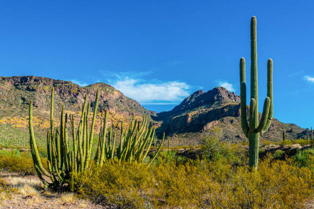 parque nacional de tubos de órgão, grupo de grandes cactos contra um céu azul (stenocereus thurberi) e carnegiea gigantea - carnegiea gigantean - fotografias e filmes do acervo