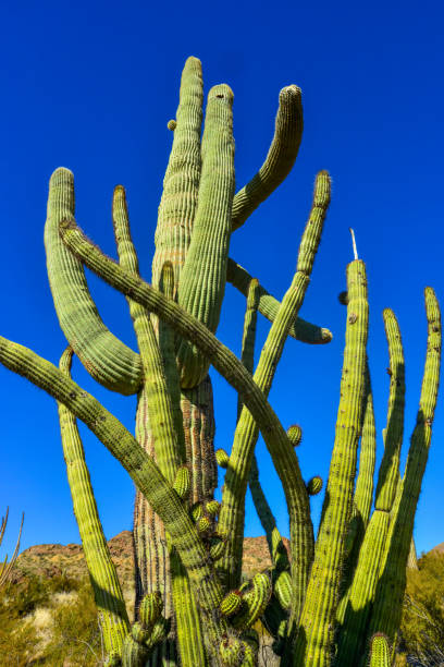 arizona, grupo de grandes cactos contra um céu azul (stenocereus thurberi) e carnegiea gigantea. parque nacional de tubos de órgãos - carnegiea gigantean - fotografias e filmes do acervo