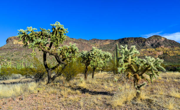 desert landscape with cacti, in the foreground fruits with cactus seeds, cylindropuntia sp. in a organ pipe cactus national monument, arizona - saguaro national monument - fotografias e filmes do acervo
