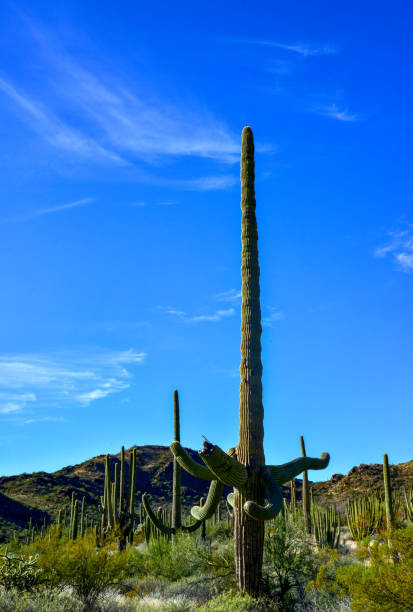 desert landscape with cacti, in the foreground fruits with cactus seeds, cylindropuntia sp. in a organ pipe cactus national monument, arizona - carnegiea gigantean - fotografias e filmes do acervo