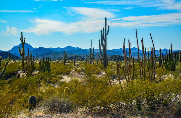 arizona, parque nacional de tubos de órgão, grupo de grandes cactos contra um céu azul (stenocereus thurberi) e carnegiea gigantea - carnegiea gigantean - fotografias e filmes do acervo