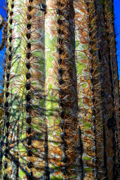 fragment of a thick corky thorny stem of a saguaro cactus (carnegiea gigantea), arizona usa - carnegiea gigantean - fotografias e filmes do acervo