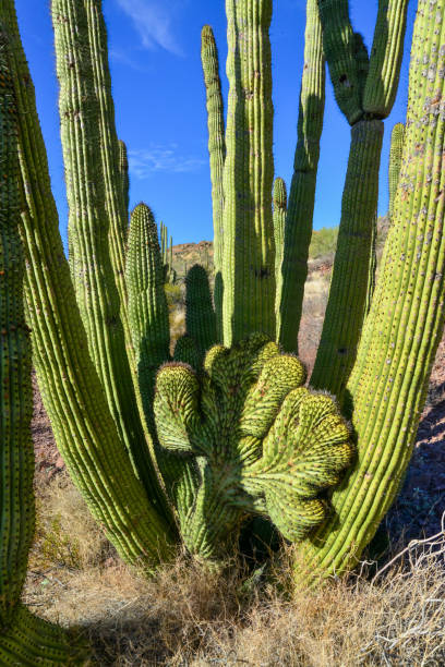 cristate forma três saguaros gigantes (carnegiea gigantea) no hewitt canyon perto de phoenix. monumento nacional organ pipe cactus, arizona - saguaro national monument - fotografias e filmes do acervo