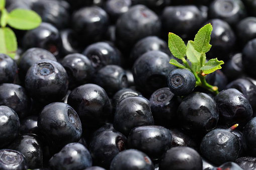 Fresh bilberries and green leaves as background, closeup