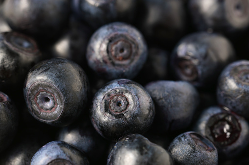 Many tasty fresh bilberries as background, closeup view