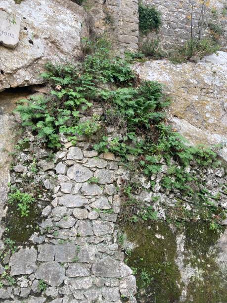 istock Garden wall with foliage and moss 1917886682