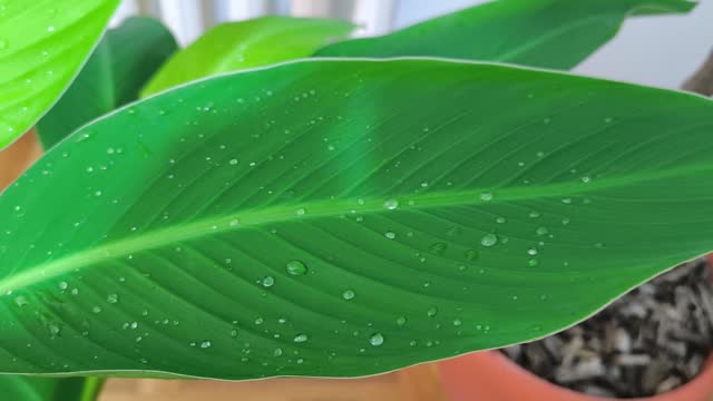 A canna indica leaf with water drops on it close up