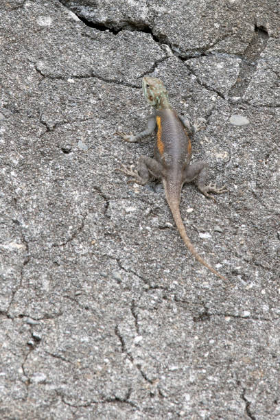 istock A photo of common agama 1917890443