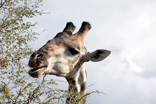 South African giraffe (Giraffa camelopardalis giraffa) in the wild in the Augrabies Fall National Park