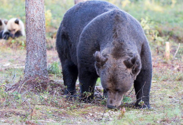 istock View of brown bear during summer 1917894075