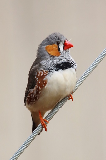 Close up of zebra finch perched on a wire with plain grey background