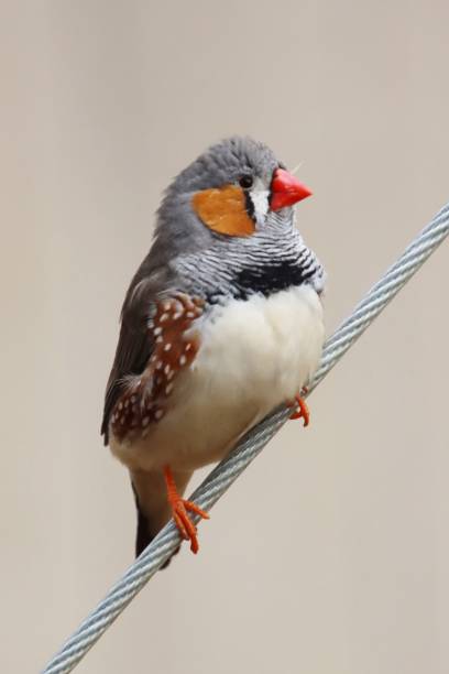 Zebra finch Close up of zebra finch perched on a wire with plain grey background zebra finch stock pictures, royalty-free photos & images