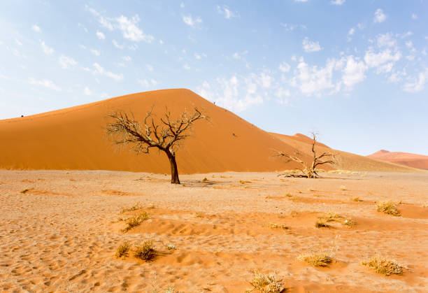 istock A landscape of Sossusvlei red dune 1917934165