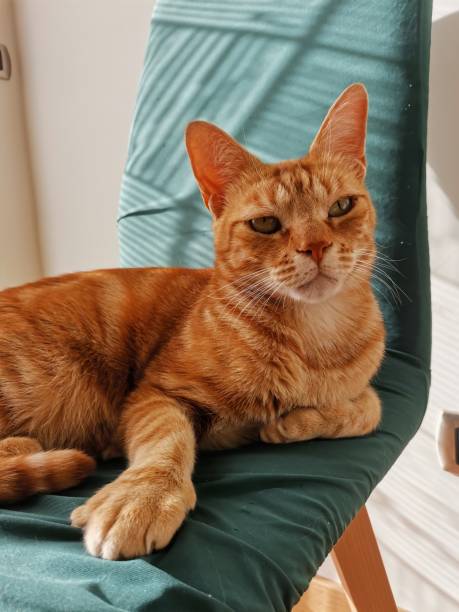 istock Giget cat on chair 1917934168