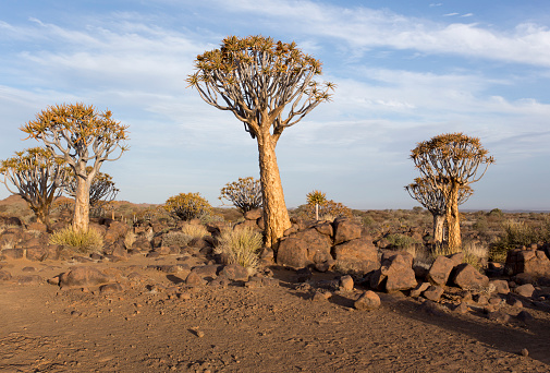 A quiver tree landscape in Namibia