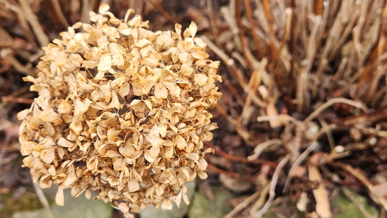 Hydrangea Bloom has dried in winter and has turned brown.