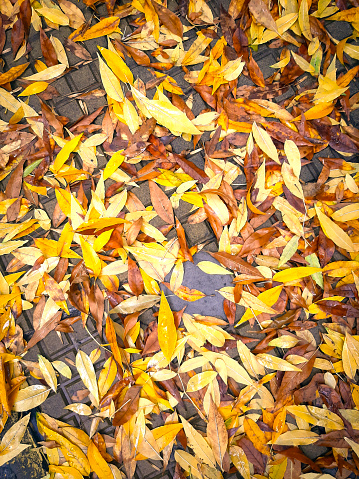 This is a photo of autumn leaves on the pavement