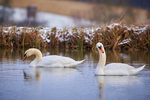Mute swans swimming in a pond in the winter season (Cygnus olor)