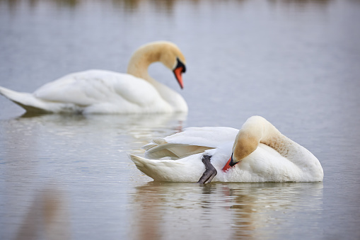 Mute swans preening feathers (Cygnus olor)
