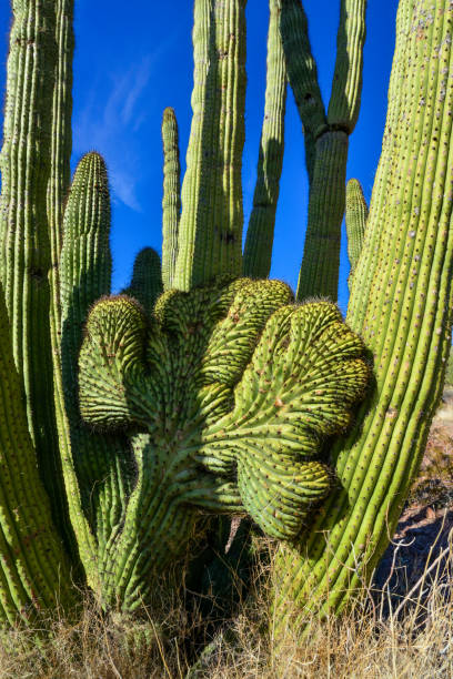 cristate form three giant saguaros (carnegiea gigantea) at hewitt canyon near phoenix. organ pipe cactus national monument, arizona - saguaro national monument - fotografias e filmes do acervo